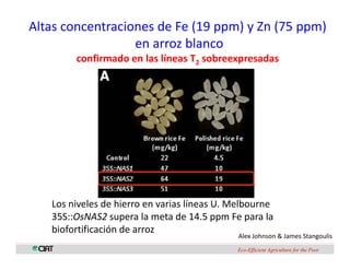 Perspectivas genomica arroz