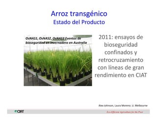 Perspectivas genomica arroz