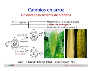 Perspectivas genomica arroz