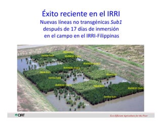 Perspectivas genomica arroz