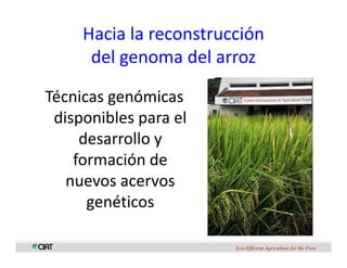 Perspectivas genomica arroz
