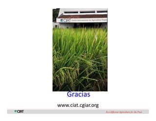 Perspectivas genomica arroz