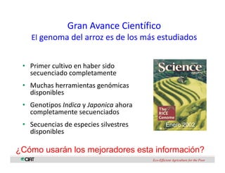 Perspectivas genomica arroz