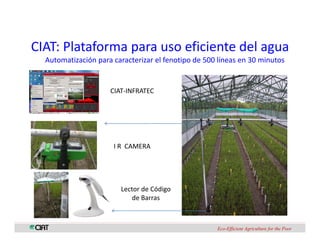 Perspectivas genomica arroz