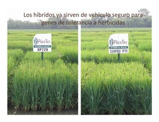 Perspectivas hibridos arroz_lac