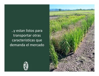 Perspectivas hibridos arroz_lac