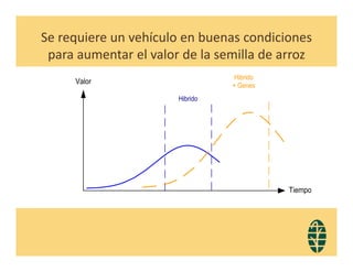 Perspectivas hibridos arroz_lac