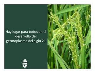 Perspectivas hibridos arroz_lac