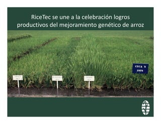 Perspectivas hibridos arroz_lac