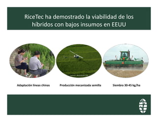 Perspectivas hibridos arroz_lac