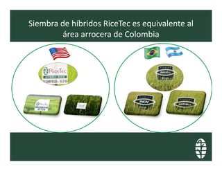 Perspectivas hibridos arroz_lac