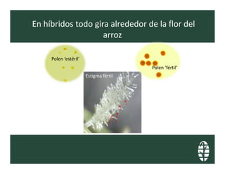 Perspectivas hibridos arroz_lac