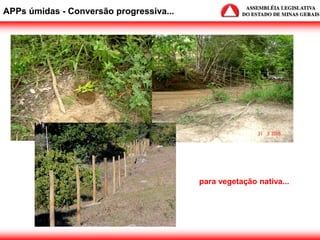 APPs úmidas - Conversão progressiva...
para vegetação nativa...
 