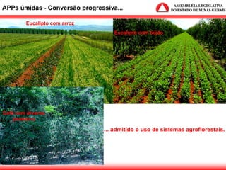 APPs úmidas - Conversão progressiva...
... admitido o uso de sistemas agroflorestais.
Eucalipto com arroz
Eucalipto com feijão
Café com árvores
(madeira)
 