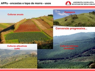 APPs - encostas e topo de morro - usos
Conversão progressiva...
Culturas anuais
Culturas arbustivas
(café)
Culturas arbóreas
(eucalipto)
Pastagens
 