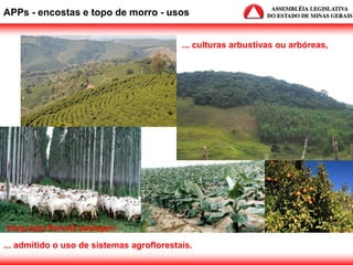 APPs - encostas e topo de morro - usos
... admitido o uso de sistemas agroflorestais.
... culturas arbustivas ou arbóreas,
Integração floresta pastagem
 