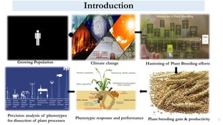 Perspectives and Challenges of Phenotyping in Crop Improvement. - Copy.pptx