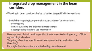 Perspectives on Integrated Crop Management (ICM) and Common bean breeding