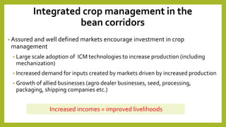 Perspectives on Integrated Crop Management (ICM) and Common bean breeding