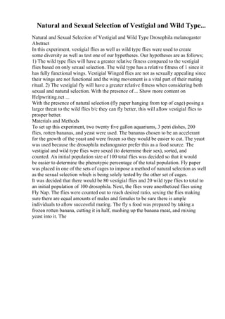 Natural and Sexual Selection of Vestigial and Wild Type...
Natural and Sexual Selection of Vestigial and Wild Type Drosophila melanogaster
Abstract
In this experiment, vestigial flies as well as wild type flies were used to create
some diversity as well as test one of our hypotheses. Our hypotheses are as follows;
1) The wild type flies will have a greater relative fitness compared to the vestigial
flies based on only sexual selection. The wild type has a relative fitness of 1 since it
has fully functional wings. Vestigial Winged flies are not as sexually appealing since
their wings are not functional and the wing movement is a vital part of their mating
ritual. 2) The vestigial fly will have a greater relative fitness when considering both
sexual and natural selection. With the presence of ... Show more content on
Helpwriting.net ...
With the presence of natural selection (fly paper hanging from top of cage) posing a
larger threat to the wild flies b/c they can fly better, this will allow vestigial flies to
prosper better.
Materials and Methods
To set up this experiment, two twenty five gallon aquariums, 3 petri dishes, 200
flies, rotten bananas, and yeast were used. The bananas chosen to be an accelerant
for the growth of the yeast and were frozen so they would be easier to cut. The yeast
was used because the drosophila melanogaster prefer this as a food source. The
vestigial and wild type flies were sexed (to determine their sex), sorted, and
counted. An initial population size of 100 total flies was decided so that it would
be easier to determine the phenotypic percentage of the total population. Fly paper
was placed in one of the sets of cages to impose a method of natural selection as well
as the sexual selection which is being solely tested by the other set of cages.
It was decided that there would be 80 vestigial flies and 20 wild type flies to total to
an initial population of 100 drosophila. Next, the flies were anesthetized flies using
Fly Nap. The flies were counted out to reach desired ratio, sexing the flies making
sure there are equal amounts of males and females to be sure there is ample
individuals to allow successful mating. The fly s food was prepared by taking a
frozen rotten banana, cutting it in half, mashing up the banana meat, and mixing
yeast into it. The
 