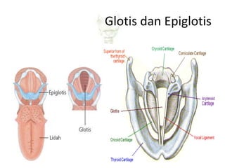 Glotis dan Epiglotis
 