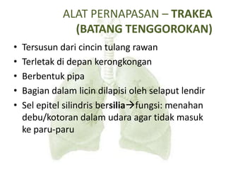 ALAT PERNAPASAN – TRAKEA
(BATANG TENGGOROKAN)
• Tersusun dari cincin tulang rawan
• Terletak di depan kerongkongan
• Berbentuk pipa
• Bagian dalam licin dilapisi oleh selaput lendir
• Sel epitel silindris bersiliafungsi: menahan
debu/kotoran dalam udara agar tidak masuk
ke paru-paru
 