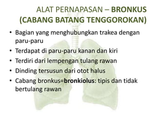 ALAT PERNAPASAN – BRONKUS
(CABANG BATANG TENGGOROKAN)
• Bagian yang menghubungkan trakea dengan
paru-paru
• Terdapat di paru-paru kanan dan kiri
• Terdiri dari lempengan tulang rawan
• Dinding tersusun dari otot halus
• Cabang bronkus=bronkiolus: tipis dan tidak
bertulang rawan
 
