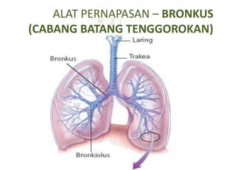 ALAT PERNAPASAN – BRONKUS
(CABANG BATANG TENGGOROKAN)
 