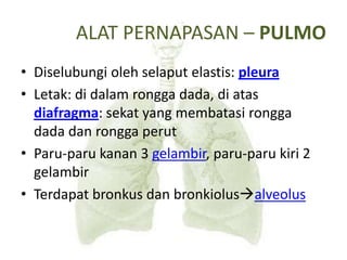ALAT PERNAPASAN – PULMO
• Diselubungi oleh selaput elastis: pleura
• Letak: di dalam rongga dada, di atas
diafragma: sekat yang membatasi rongga
dada dan rongga perut
• Paru-paru kanan 3 gelambir, paru-paru kiri 2
gelambir
• Terdapat bronkus dan bronkiolusalveolus
 