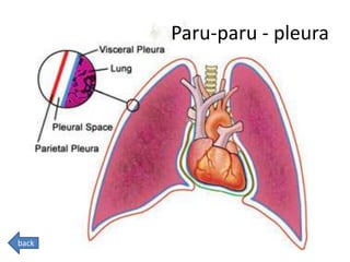 Paru-paru - pleura
back
 