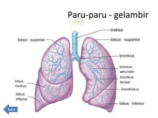 Paru-paru - gelambir
back
 