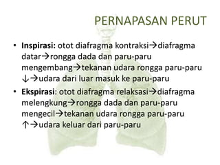 PERNAPASAN PERUT
• Inspirasi: otot diafragma kontraksidiafragma
datarrongga dada dan paru-paru
mengembangtekanan udara rongga paru-paru
↓udara dari luar masuk ke paru-paru
• Ekspirasi: otot diafragma relaksasidiafragma
melengkungrongga dada dan paru-paru
mengeciltekanan udara rongga paru-paru
↑udara keluar dari paru-paru
 