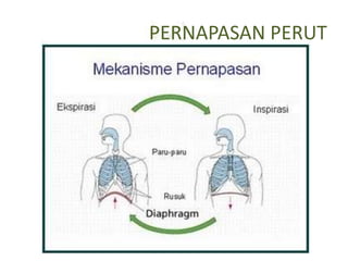 PERNAPASAN PERUT
 
