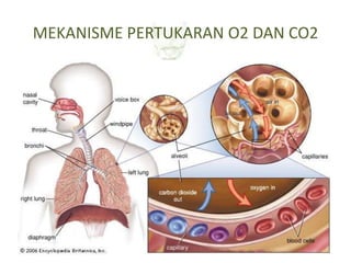 MEKANISME PERTUKARAN O2 DAN CO2
 