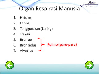 Organ Respirasi Manusia
1. Hidung
2. Faring
3. Tenggorokan (Laring)
4. Trakea
5. Bronkus
6. Bronkiolus
7. Alveolus
Pulmo (paru-paru)
 
