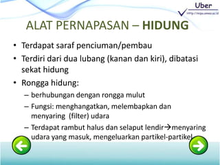 • Terdapat saraf penciuman/pembau
• Terdiri dari dua lubang (kanan dan kiri), dibatasi
sekat hidung
• Rongga hidung:
– berhubungan dengan rongga mulut
– Fungsi: menghangatkan, melembapkan dan
menyaring (filter) udara
– Terdapat rambut halus dan selaput lendirmenyaring
udara yang masuk, mengeluarkan partikel-partikel
ALAT PERNAPASAN – HIDUNG
 