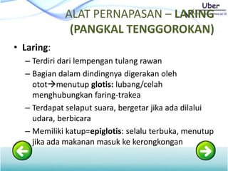 ALAT PERNAPASAN – LARING
(PANGKAL TENGGOROKAN)
• Laring:
– Terdiri dari lempengan tulang rawan
– Bagian dalam dindingnya digerakan oleh
ototmenutup glotis: lubang/celah
menghubungkan faring-trakea
– Terdapat selaput suara, bergetar jika ada dilalui
udara, berbicara
– Memiliki katup=epiglotis: selalu terbuka, menutup
jika ada makanan masuk ke kerongkongan
 