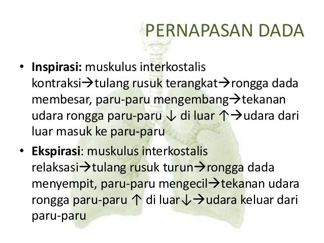 Pert 5. sistem respirasi