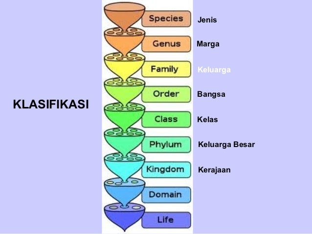 Pert 6 keanekaragaman dan klasifikasi