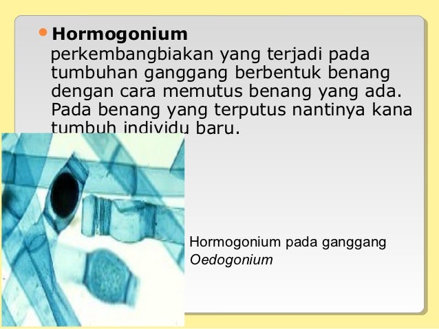 Pert 7 Reproduksi Tumbuhan