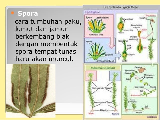 Pert 7 Reproduksi Tumbuhan