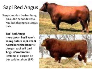 PERT A. JENIS-JENIS SAPI PENGGEMUKAN.pdf