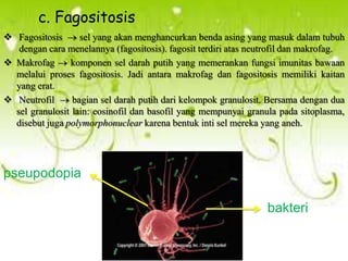 c. Fagositosis
 Fagositosis
sel yang akan menghancurkan benda asing yang masuk dalam tubuh
dengan cara menelannya (fagositosis). fagosit terdiri atas neutrofil dan makrofag.
 Makrofag
komponen sel darah putih yang memerankan fungsi imunitas bawaan
melalui proses fagositosis. Jadi antara makrofag dan fagositosis memiliki kaitan
yang erat.
 Neutrofil
bagian sel darah putih dari kelompok granulosit. Bersama dengan dua
sel granulosit lain: eosinofil dan basofil yang mempunyai granula pada sitoplasma,
disebut juga polymorphonuclear karena bentuk inti sel mereka yang aneh.

pseupodopia

bakteri

 