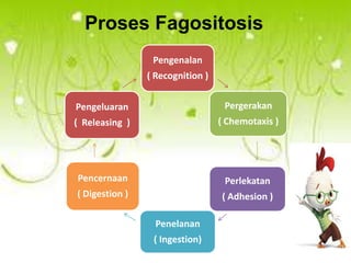 Proses Fagositosis
Pengenalan
( Recognition )
Pengeluaran

Pergerakan

( Releasing )

( Chemotaxis )

Pencernaan

Perlekatan

( Digestion )

( Adhesion )
Penelanan
( Ingestion)

 