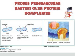 Proses Penghancuran
Bakteri oleh protein
komplemen

 