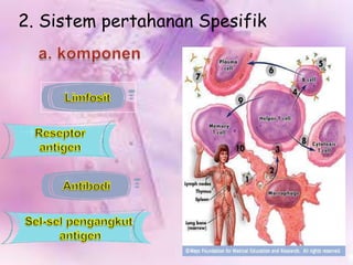 2. Sistem pertahanan Spesifik

 