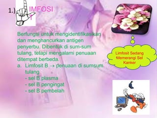 1.)

IMFOSI
T
Berfungsi untuk mengidentifikasikan
dan menghancurkan antigen
penyerbu. Dibentuk di sum-sum
tulang, tetapi mengalami penuaan
ditempat berbeda.
a. Limfosit B
penuaan di sumsum
tulang
- sel B plasma
- sel B pengingat
- sel B pembelah

Limfosit Sedang
.Memerangi Sel
Kanker

 