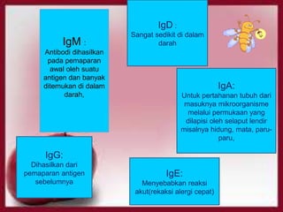 IgD :

IgM :
Antibodi dihasilkan
pada pemaparan
awal oleh suatu
antigen dan banyak
ditemukan di dalam
darah,

Sangat sedikit di dalam
darah

IgA:
Untuk pertahanan tubuh dari
masuknya mikroorganisme
melalui permukaan yang
dilapisi oleh selaput lendir
misalnya hidung, mata, paruparu,

IgG:
Dihasilkan dari
pemaparan antigen
sebelumnya

IgE:
Menyebabkan reaksi
akut(rekaksi alergi cepat)

 