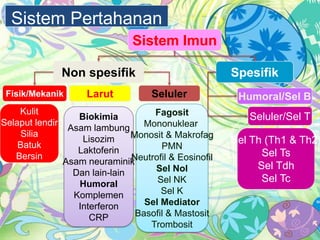 Sistem Pertahanan
Sistem Imun
Non spesifik
Fisik/Mekanik

Kulit
Selaput lendir
Silia
Batuk
Bersin

Larut

Spesifik
Seluler

Fagosit
Biokimia
Mononuklear
Asam lambung
Monosit & Makrofag
Lisozim
PMN
Laktoferin
Neutrofil & Eosinofil
Asam neuraminik
Sel Nol
Dan lain-lain
Sel NK
Humoral
Sel K
Komplemen
Sel Mediator
Interferon
Basofil & Mastosit
CRP
Trombosit

Humoral/Sel B
Seluler/Sel T

Sel Th (Th1 & Th2)
Sel Ts
Sel Tdh
Sel Tc

 