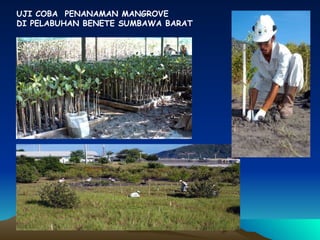 UJI COBA  PENANAMAN MANGROVE DI PELABUHAN BENETE SUMBAWA BARAT 